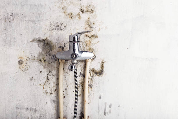 Best Mold Removal and Inspection  in Highland Park, NJ