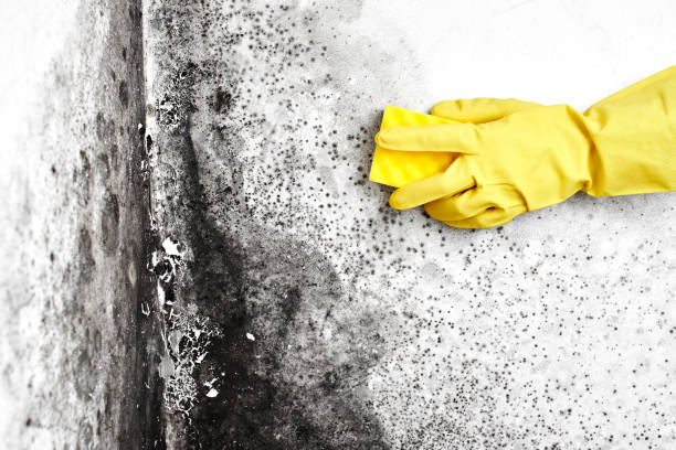 Best Mold Removal and Inspection  in Highland Park, NJ