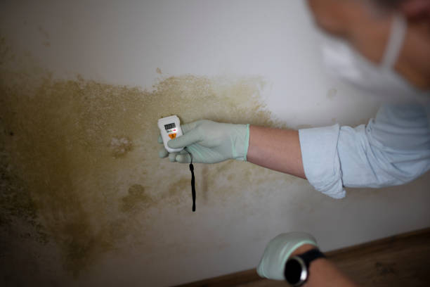 Best Professional Mold Removal  in Highland Park, NJ