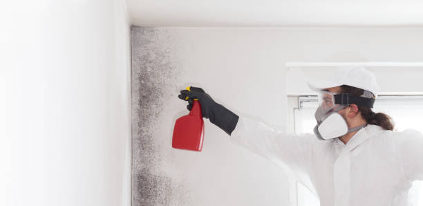 Best Best Mold Removal Companies  in Highland Park, NJ