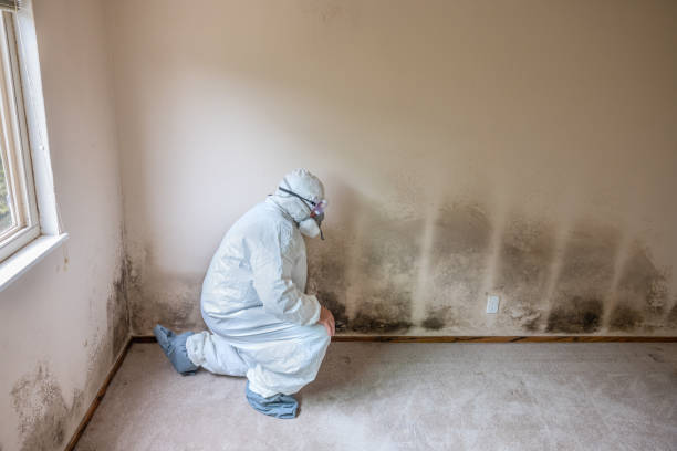 Best Emergency Mold Removal  in Highland Park, NJ
