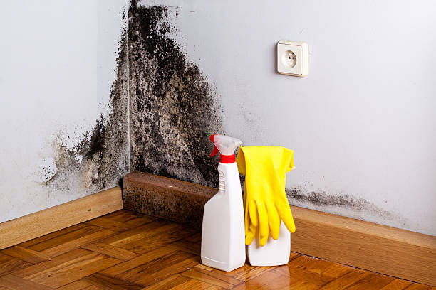 Best Certified Mold Removal  in Highland Park, NJ