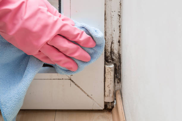 Best Professional Mold Removal  in Highland Park, NJ