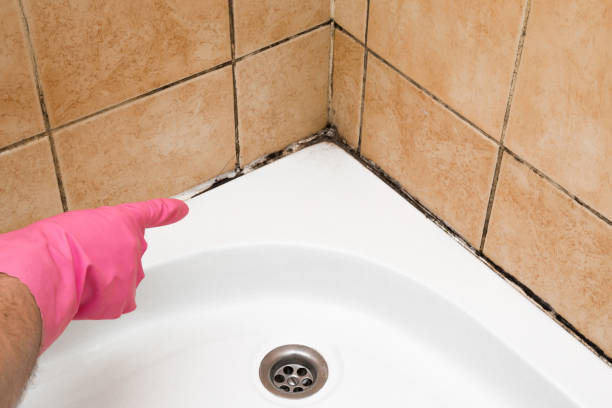 Best Commercial Mold Removal  in Highland Park, NJ